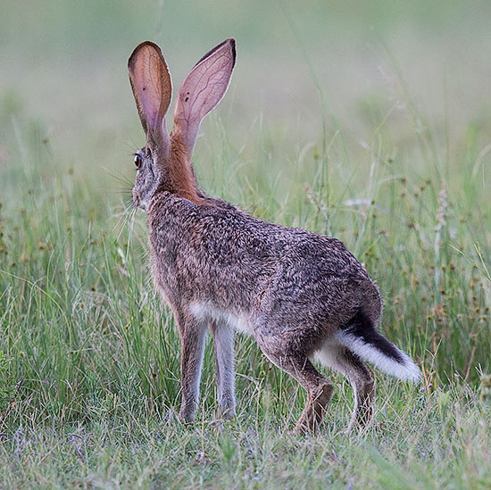 Scrub hare
